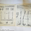 Anatomy by Walter T Foster: Anatomy for Teachers and Students - Image 4