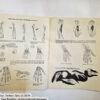 Anatomy by Walter T Foster: Anatomy for Teachers and Students - Image 5