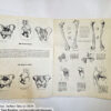 Anatomy by Walter T Foster: Anatomy for Teachers and Students - Image 6