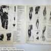 Anatomy by Walter T Foster: Anatomy for Teachers and Students - Image 11